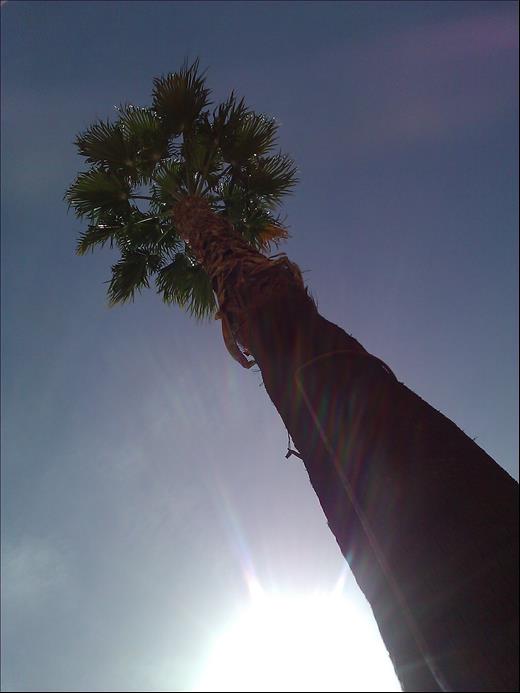 Under the palm